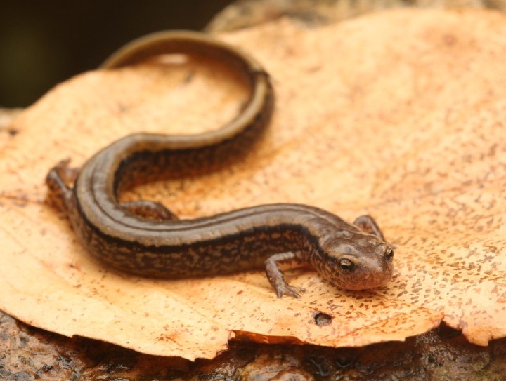 Northern Two-lined Salamander